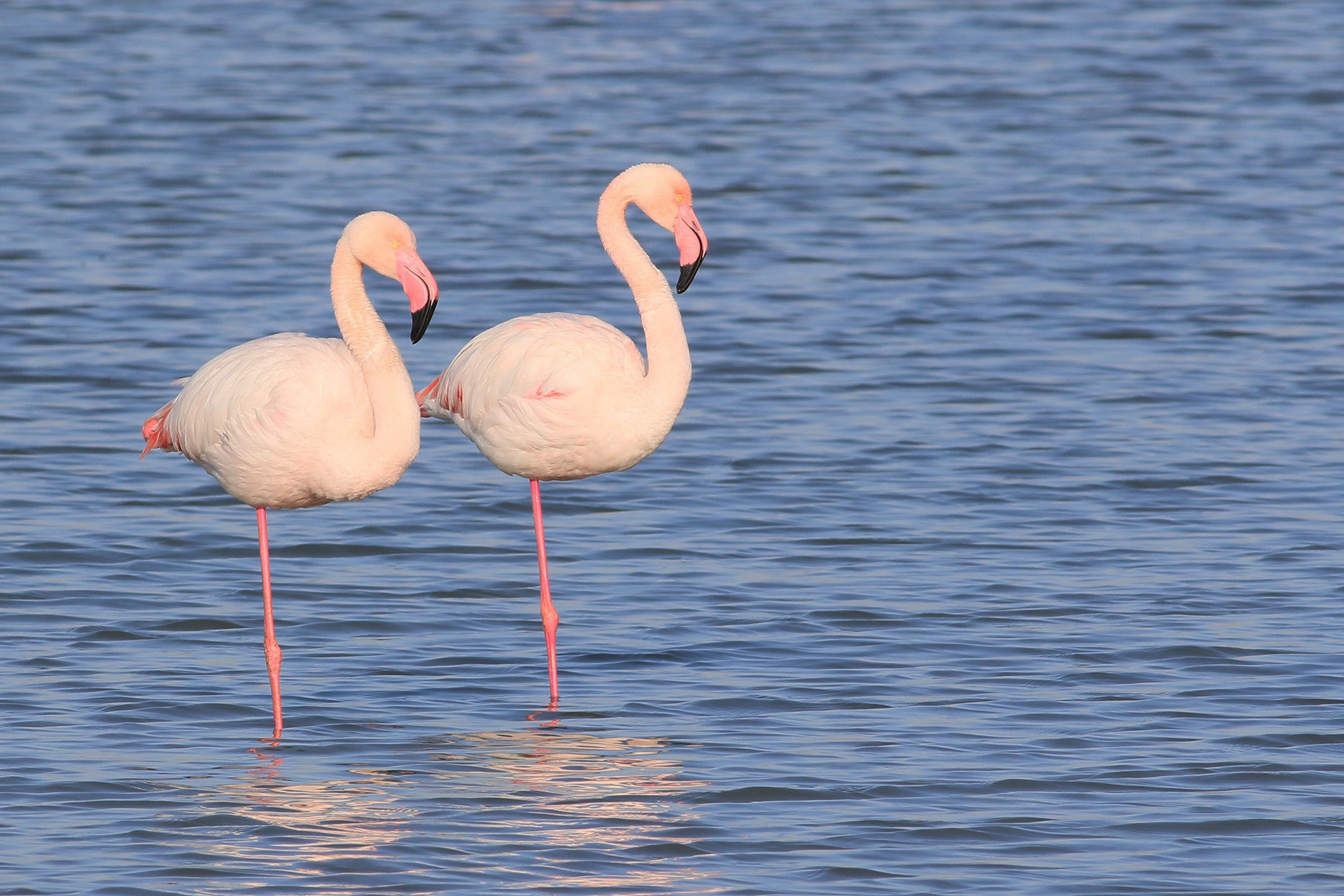 Greater Flamingo